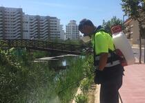 L'Ajuntament de Peníscola reforça les tasques per a combatre la proliferació de mosquit i sol·licita a les administracions superiors que assumisquen les seues competències en matèria de control de plagues