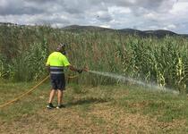 Continúan en Peñíscola los tratamientos rutinarios de control de plagas