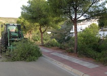 Comença la poda dels pins de l'Av. de la Meditarrània a Font Nova