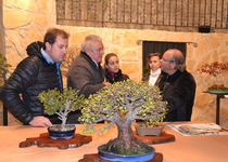 L'Exposició de Bonsais obre avui les portes a Peníscola