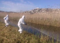 L’Ajuntament de Peníscola amplia els tractaments amb larvicida per al control del mosquit tigre en embornals urbans