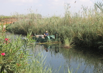 L’Ajuntament de Peníscola ultima la segona fase de desbrossament i poda de canyes de sèquies i marjal