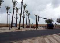 L'Ajuntament de Peníscola comença els treballs de millora de la jardineria en el passeig marítim