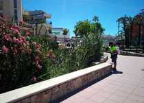 L'Ajuntament de Peníscola continua les fumigacions per evitar la proliferació de mosquit i exigeix a Diputació que també cumplisca i fumigue des de l'aire