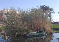 Peníscola realitza les tasques de neteja de la marjal