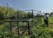 L'Ajuntament de Peníscola instal·la la primera de dues gàbies per al control de la fauna cinegètica