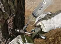 L'Ajuntament de Peníscola inicia els tractaments contra la processionària