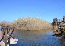 L'Ajuntament de Peníscola du a terme les tasques de neteja i desbrossament de la marjal