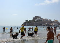 La platja de Peníscola, escenari d’un simulacre de rescat de la unitat canina