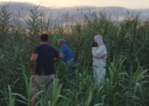 L’Ajuntament de Peníscola acaba la segona fase de fumigacions contra els mosquits en l’aiguamoll