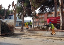 L’àrea de Serveis de l’Ajuntament de Peníscola continuarà amb la poda dels arbres en el municipi durant tot el mes de febrer