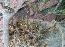 L’Ajuntament actua contra la processionària del pi