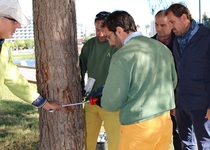 L’Ajuntament de Peníscola inicia els tractaments de prevenció per a la processionària