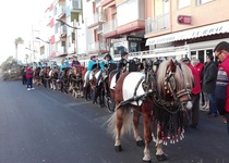 Peníscola comença les festes en honor a Sant Antoni Abat amb la baixada de l’arbre