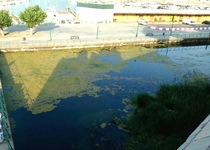 L'Ajuntament de Peníscola en Ple acorda oferir a la Generalitat la col·laboració per a la neteja de la bassa del port