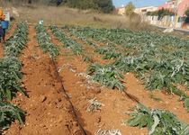 L’Ajuntament de Peníscola reuneix el seu Consell Agrari Local per avaluar els efectes negatius en les collites a causa de la sobrepoblació de porcs senglars.